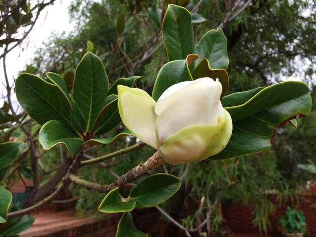 Close-up da flor crescendo na planta