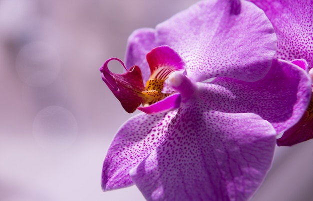 Close-up da flor da orquídea, botão lilás como se estivesse deitado de lado, lindo efeito bokeh.