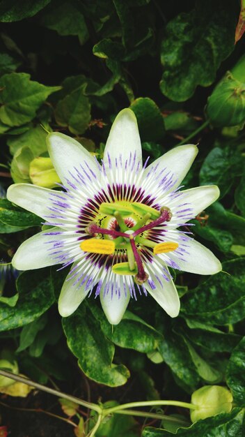 Foto close-up da flor da paixão florescendo na planta