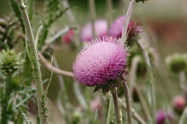 Close-up da flor de cardo roxo