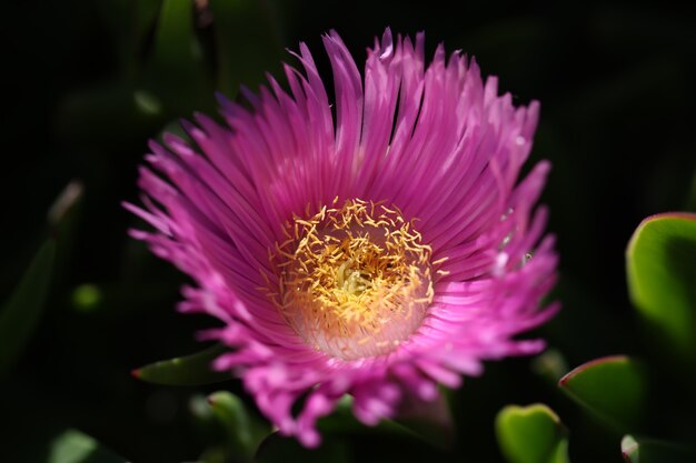 Close up da flor de Carpobrotus chilensis ou carpobrotus edulis