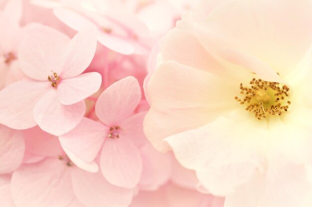 Foto close-up da flor de cereja rosa