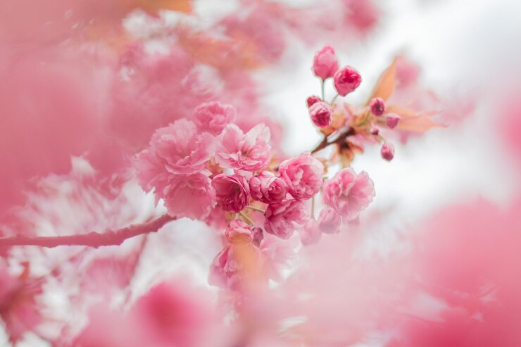 Foto close-up da flor de cereja rosa