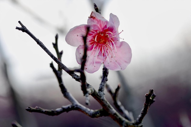 Foto close-up da flor de cereja rosa