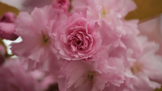 Close-up da flor de cereja sakura rosa