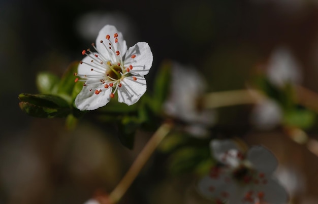 Close-up da flor de cerejeira branca