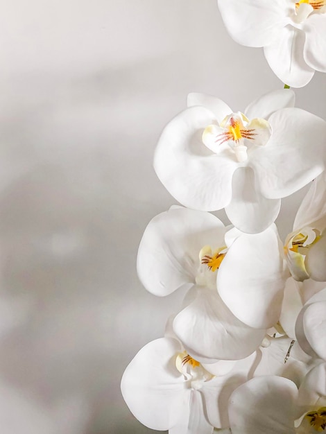 Foto close-up da flor de cerejeira branca