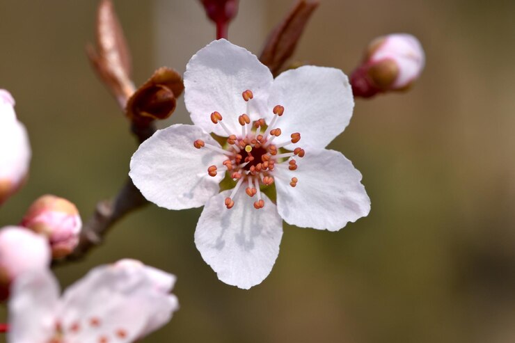 Foto close-up da flor de cerejeira branca