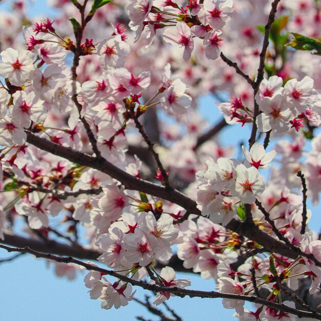 Foto close-up da flor de cerejeira