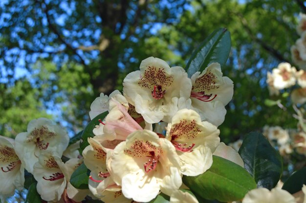 Foto close-up da flor de cerejeira