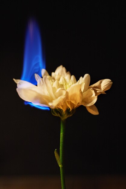 Close-up da flor de crisântemo em chamas em fundo preto