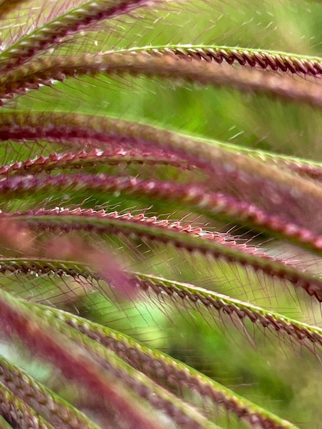 Foto close-up da flor de grama pennisetum setaceum com fundo desfocado profundidade de campo rasa