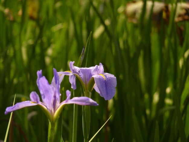 Foto close-up da flor de íris roxa