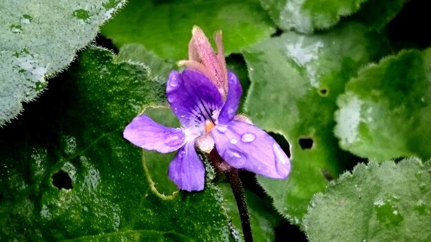 Foto close-up da flor de íris roxa