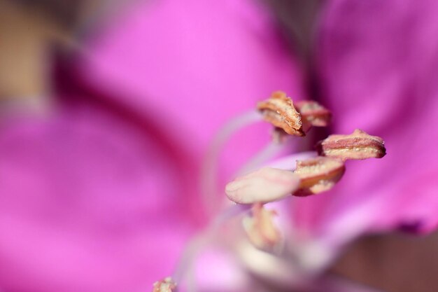 Foto close-up da flor de ivan-té