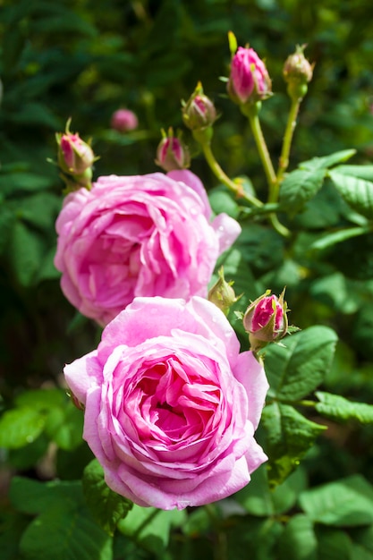 Close up da flor de Rosa Centifolia (Rose des Peintres)