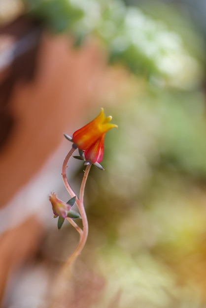 Foto close-up da flor de rosa vermelha