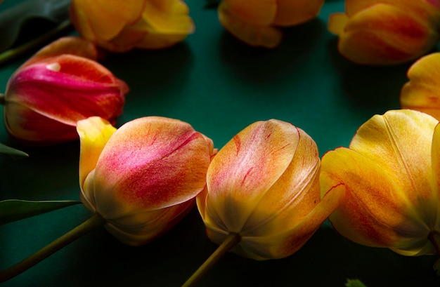 Close-up da flor-de-rosa