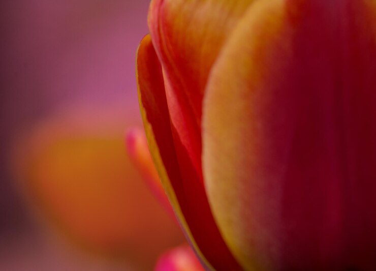 Foto close-up da flor-de-rosa