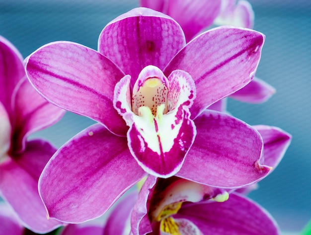 Close-up da flor-de-rosa