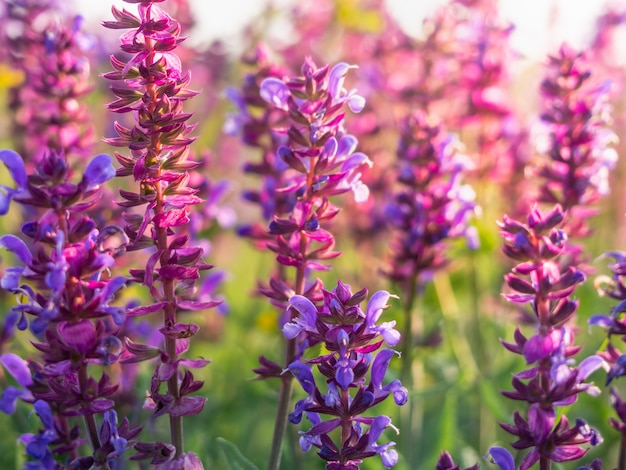 Close-up da flor de salvia no prado.