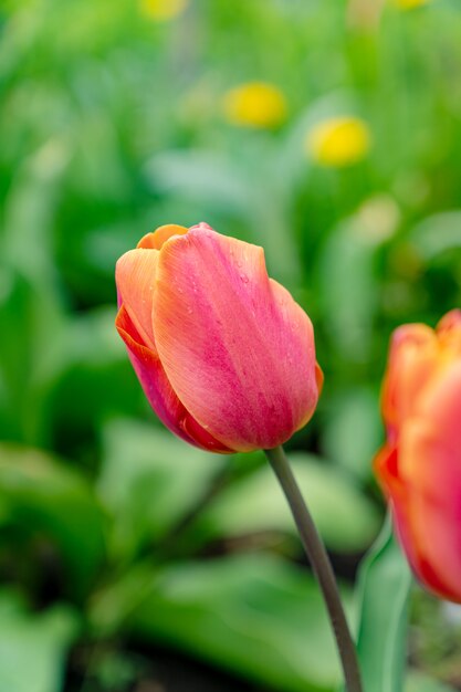 Close-up da flor de tulipa florescendo concurso com gotas de chuva nas pétalas