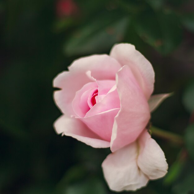 Foto close-up da flor de uma rosa rosa