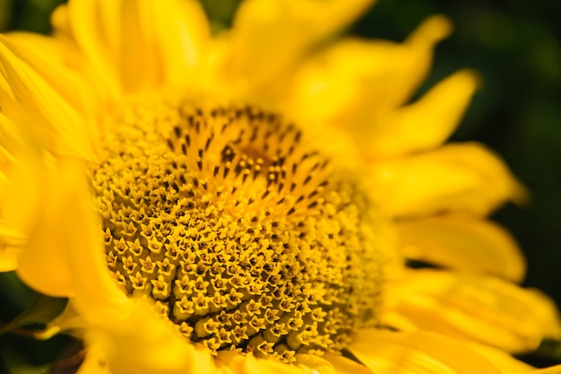 Close-up da flor do girassol. A forte luz do sol incide sobre as pétalas amarelas. Fundo natural e textura.