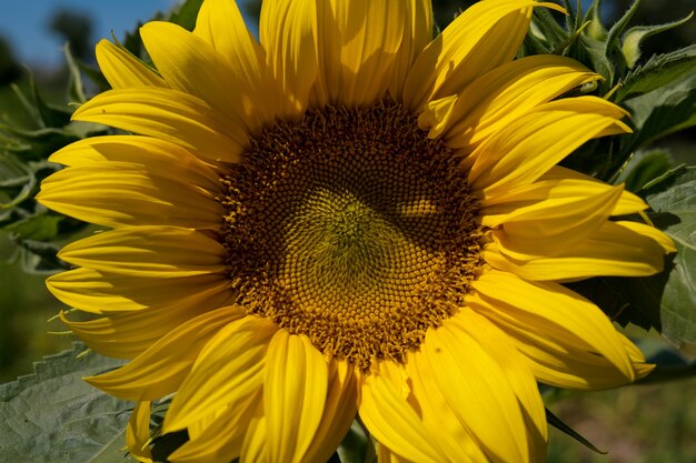 Close-up da flor do girassol na horta.