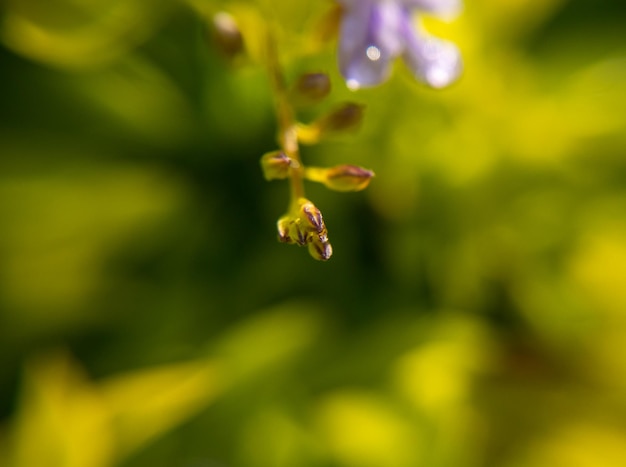 Close-up da flor Golden Dewdrop para florescer. fundo, borrão verde natural e bokeh. gota de água