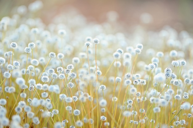 Close-up da flor Plains Blackfoot crescendo na floresta tropical.