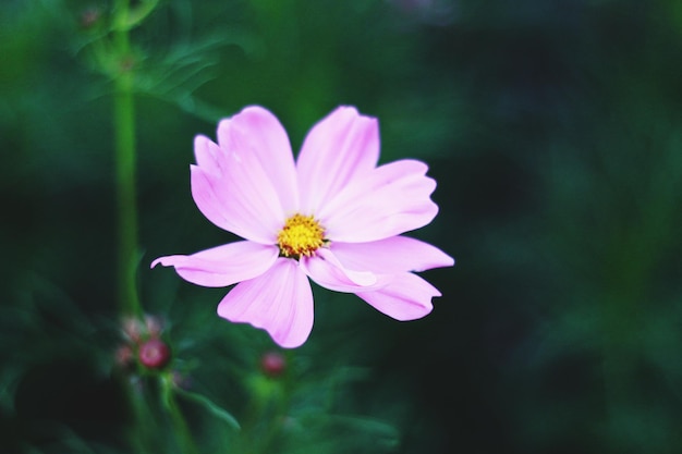 Close-up da flor rosa do cosmos florescendo ao ar livre
