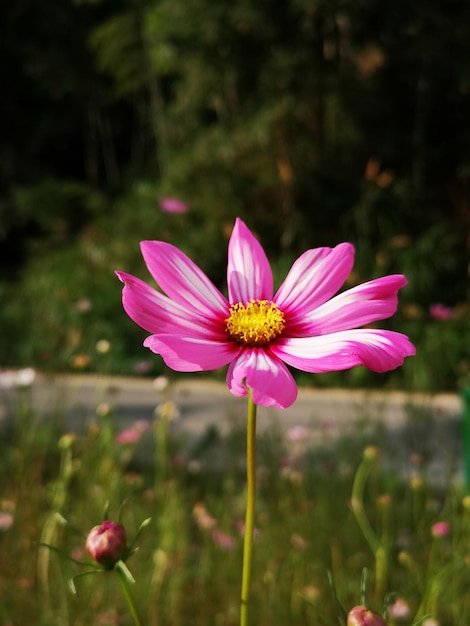 Foto close-up da flor rosa do cosmos no campo