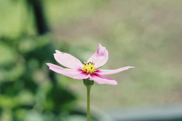 Foto close-up da flor rosa do cosmos