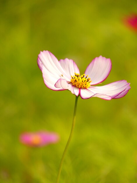 Foto close-up da flor rosa do cosmos