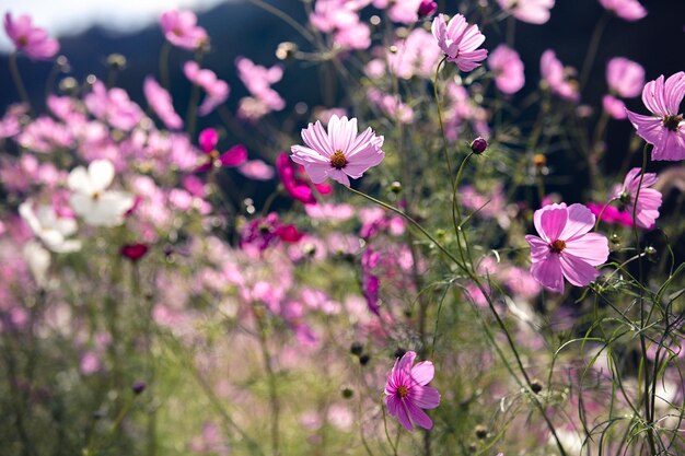 Foto close-up da flor rosa do cosmos