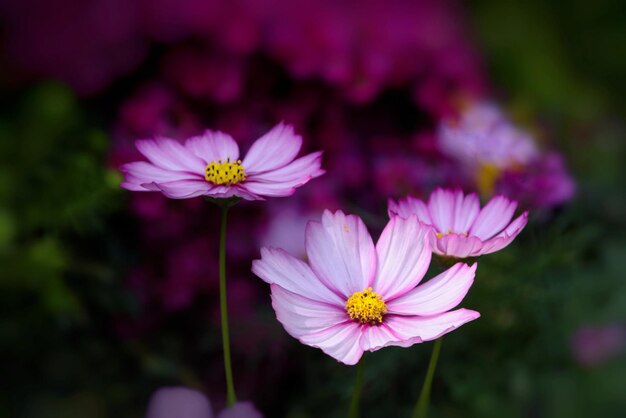 Foto close-up da flor rosa do cosmos