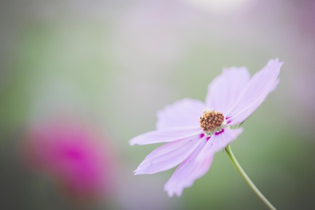 Foto close-up da flor rosa do cosmos