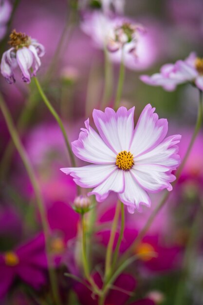 Foto close-up da flor rosa do cosmos