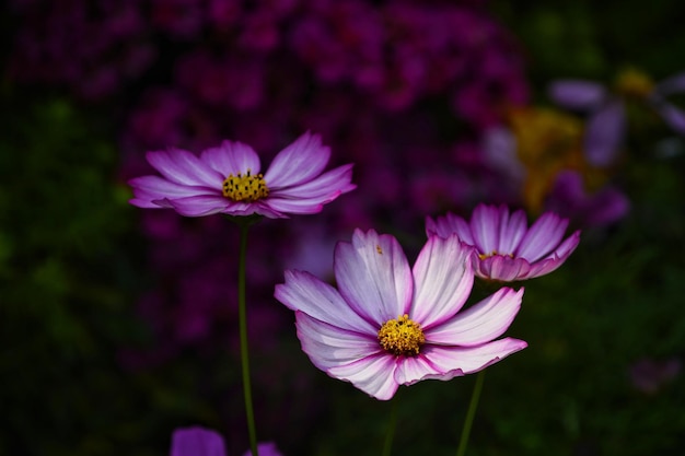 Foto close-up da flor rosa do cosmos