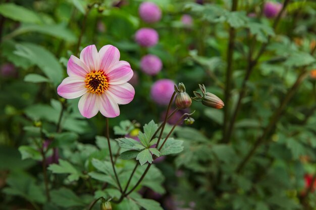 Close-up da flor Zinnia em jardins