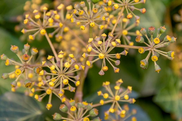 close-up da flor