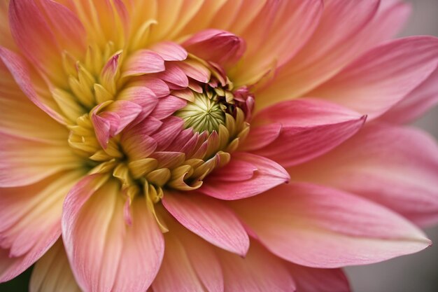 Close-up da floração da dália