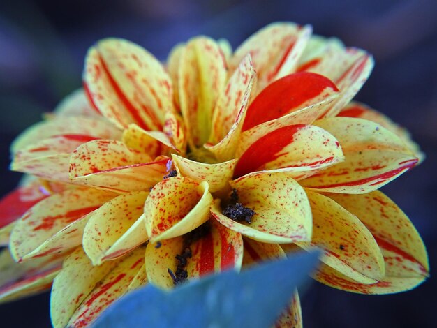 Foto close-up da floração da flor