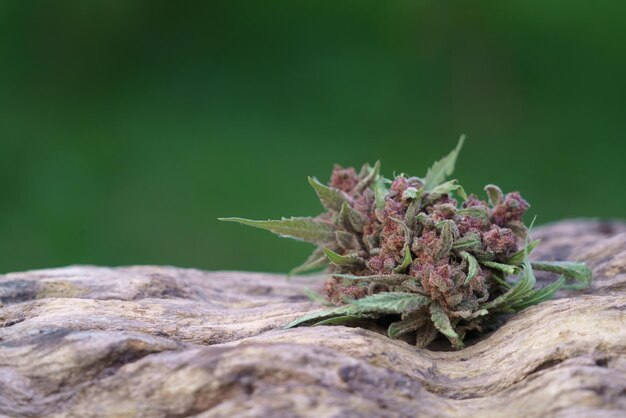 Close-up da floração da planta de cannabis na madeira