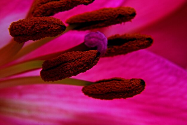 Foto close-up da floração de uma flor rosa