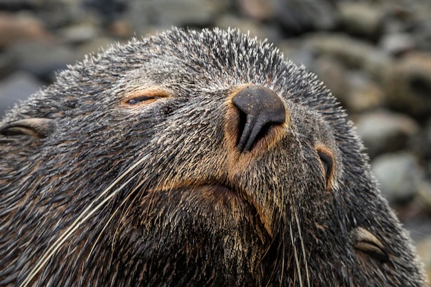 Close-up da foca