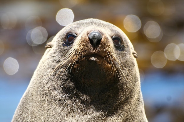 Close-up da foca