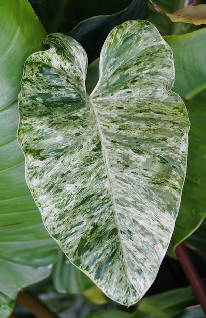 Close-up da folha variada do Philodendron Giganteum Blizzard