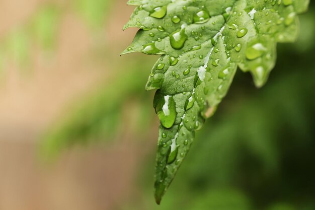 Close up da folha verde